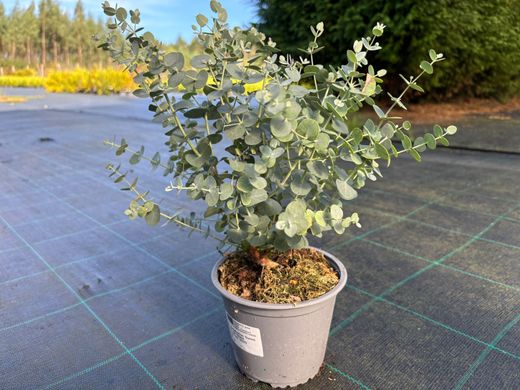 Eucalipto decorativo, goma de cidra, Eucalyptus gunni