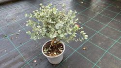 Eucalipto decorativo, goma de cidra, Eucalyptus gunni