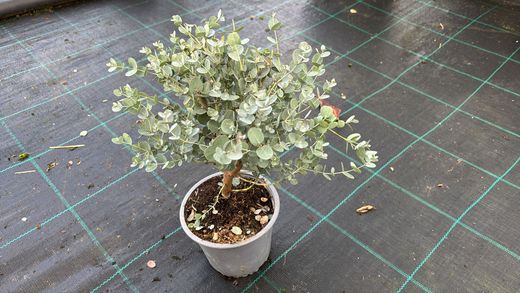 Eucalipto decorativo, goma de cidra, Eucalyptus gunni