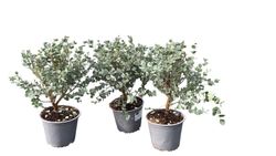 Eucalipto decorativo, goma de cidra, Eucalyptus gunni