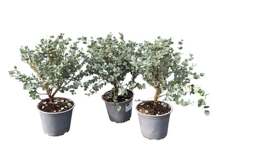 Eucalipto decorativo, goma de cidra, Eucalyptus gunni