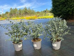 Eucalipto decorativo, goma de cidra, Eucalyptus gunni