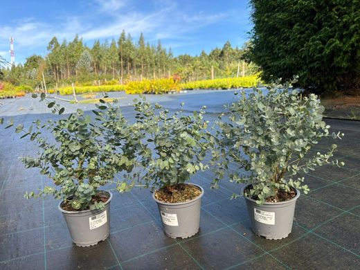 Eucalipto decorativo, goma de cidra, Eucalyptus gunni