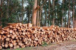 Eucalyptus globulus, eucalipto branco, Eucalyptus globulus