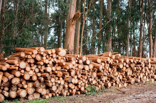 Eucalyptus globulus, eucalipto branco, Eucalyptus globulus