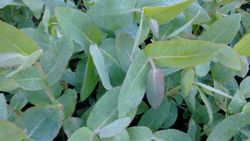 Eucalipto nitens, Eucalyptus nitens