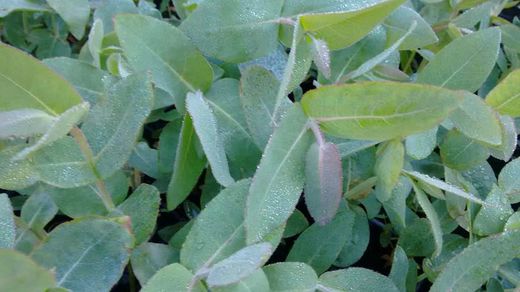 Eucalipto nitens, Eucalyptus nitens