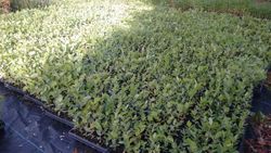 Eucalipto nitens, Eucalyptus nitens