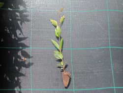 Eucalyptus regnans, eucalipto regnans