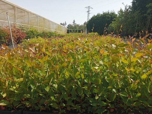 Eucalyptus regnans, eucalipto regnans