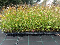 Eucalyptus regnans, eucalipto regnans