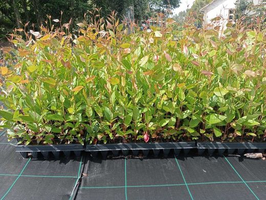 Eucalyptus regnans, eucalipto regnans