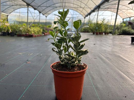 Euonymus japonicus "Kathy" - bonetero del japón kathy