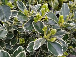Euonymus japonicus "Kathy" - bonetero del japón kathy