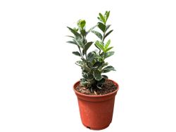 Euonymus japonicus "Kathy" - bonetero del japón kathy