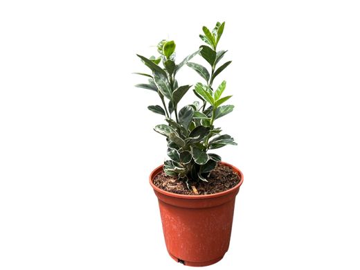 Euonymus japonicus "Kathy" - bonetero del japón kathy