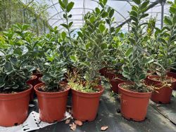 Euonymus japonicus "Kathy" - bonetero del japón kathy
