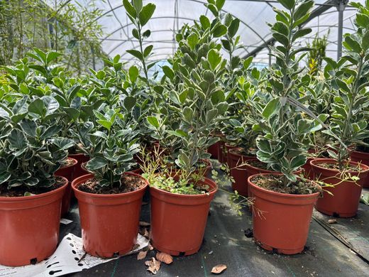 Euonymus japonicus "Kathy" - bonetero del japón kathy