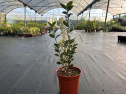 Euonymus japonicus "Kathy" - bonetero del japón kathy