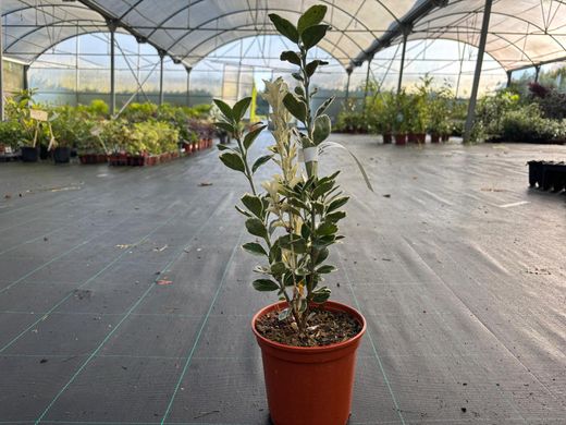 Euonymus japonicus "Kathy" - bonetero del japón kathy