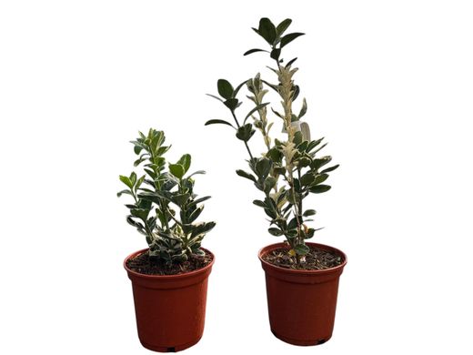 Euonymus japonicus "Kathy" - bonetero del japón kathy