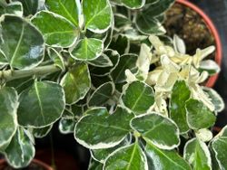 Euonymus japonicus "Kathy" - bonetero del japón kathy