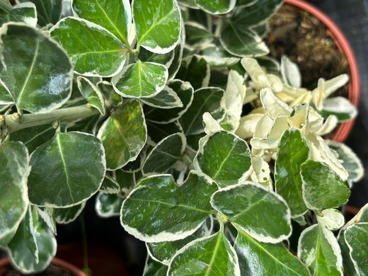Euonymus japonicus "Kathy" - bonetero del japón kathy