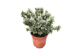 Euonymus japonicus microphyllus "Albomarginatus"