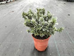 Euonymus japonicus microphyllus "Albomarginatus"