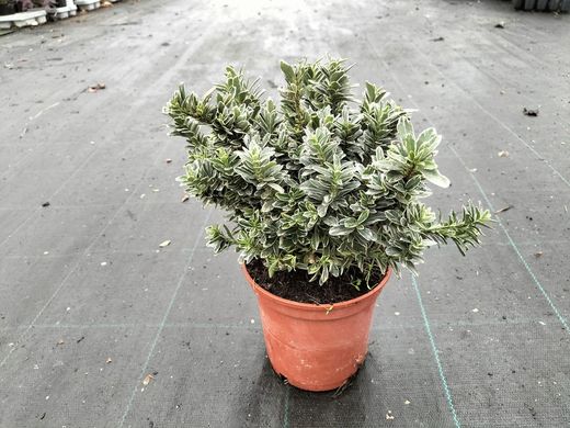 Euonymus japonicus microphyllus "Albomarginatus"
