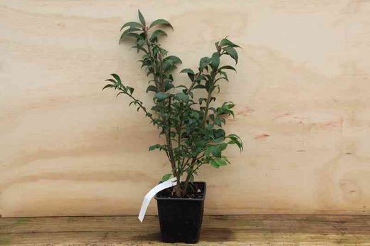 Evonimo, bonetero alado, Euonymus alatus en maceta de 11 cm