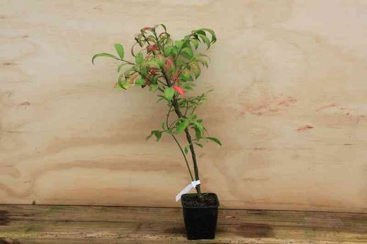 Evónimo, bonetero alado, Euonymus alatus