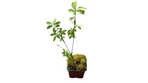 Evónimo, bonetero alado, Euonymus alatus