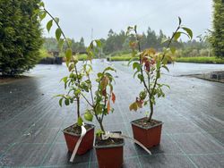 Evónimo, bonetero alado, Euonymus alatus