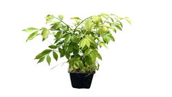 Evónimo, bonetero alado, Euonymus alatus