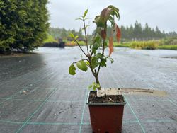 Evónimo, bonetero alado, Euonymus alatus