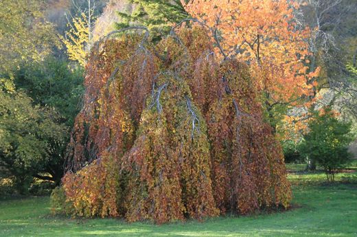 Fagus sylvatica "Pendula", hêtre vert pleureur