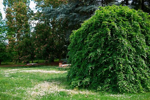 Fagus sylvatica "Pendula", faia verde pendula