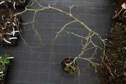 Fagus sylvatica "Pendula", faia verde pendula