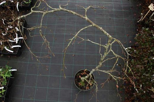 Fagus sylvatica "Pendula", faia verde pendula