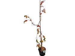 Fagus sylvatica "Pendula", faia verde pendula