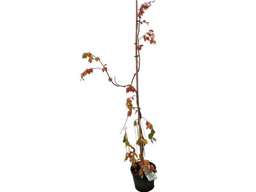 Fagus sylvatica "Pendula", faia verde pendula