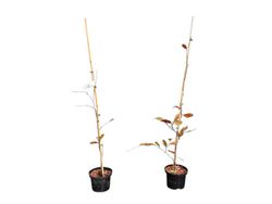 Fagus sylvatica "Riversii" - faia roxo-avermelhada a castanho-escuro