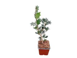 Falso acebo - Osmanthus heterophyllus