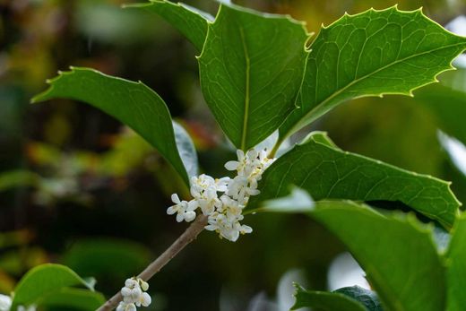 Falso acebo - Osmanthus heterophyllus