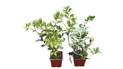Falso acebo - Osmanthus heterophyllus