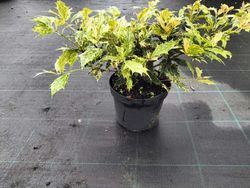 Falso acebo, Osmanthus tricolor