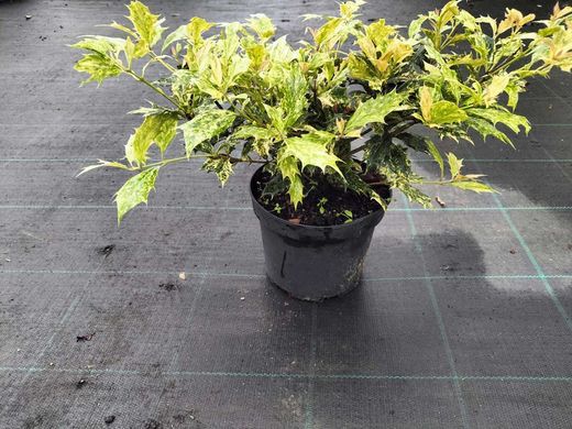 Falso acebo, Osmanthus tricolor