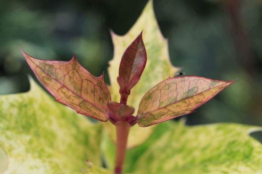 Falso acebo, Osmanthus tricolor