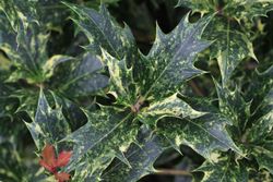Falso acebo, Osmanthus tricolor